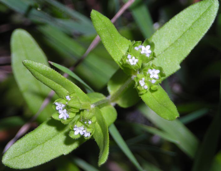 Oggi sotto casa (Valerianella sp.)